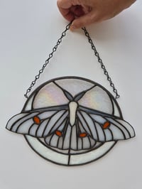Image 4 of Ghost silkmoth