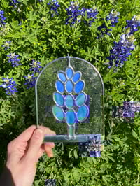 Image 1 of Ellis County Bluebonnet