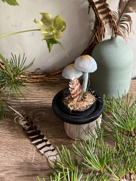 Image of Elegant Blue webcap mushroom mini cloche 