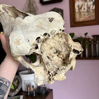 Image 5 of cow skull 