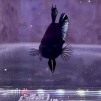 Image of Solid Black Copper Male Halfmoon Betta (Plakat)