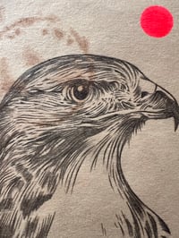 Image 3 of Hawk Study#1