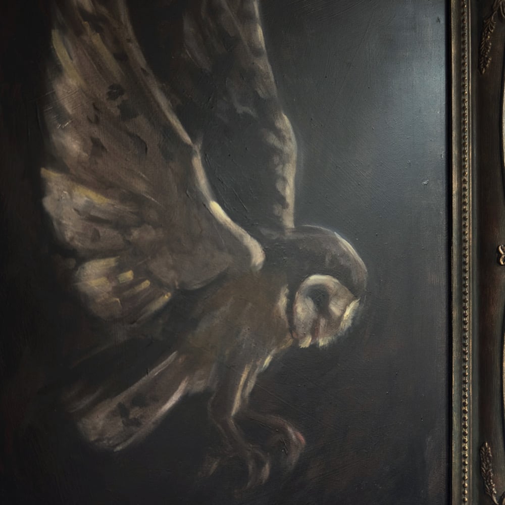 Image of barn owl in flight 