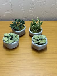Little plant pots 