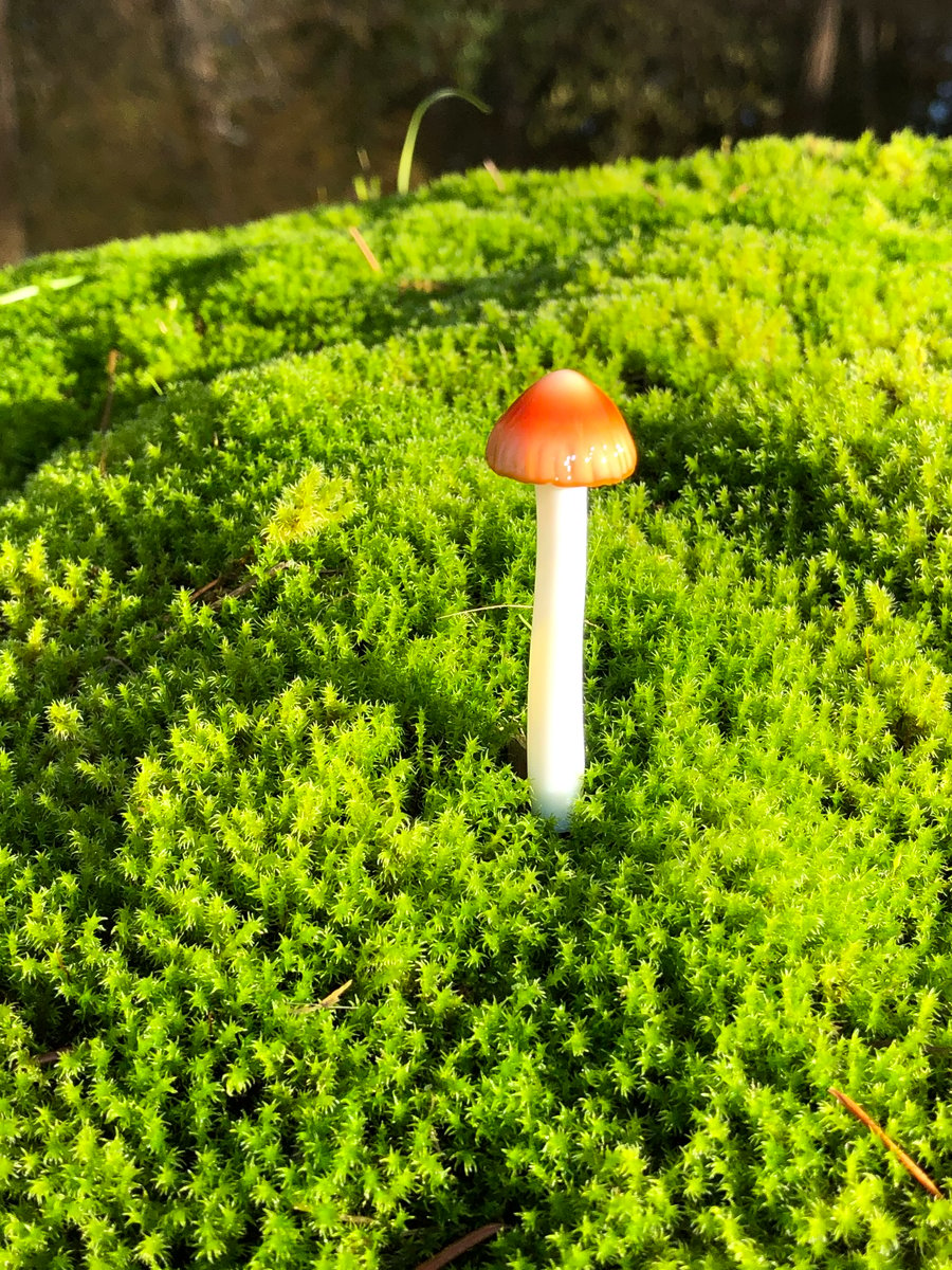 Image of Orange Cap Mushroom Plant Spike