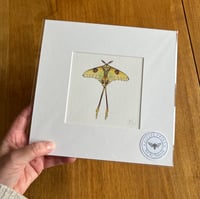 Moon Moth Giclee Print