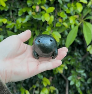 Image of Magical Rain Frog