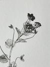 Speedwell 03 - 4x4’’ - Original Botanical Monoprint