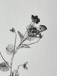 Image 3 of Speedwell 03 - 4x4’’ - Original Botanical Monoprint