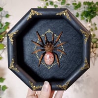 Mexican Fireleg with Red Jasper