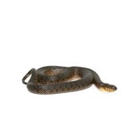 Florida Green Water Snake 