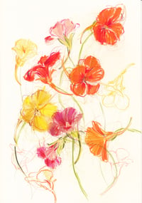 Nasturtium study 3