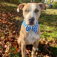 Image 1 of Slumber Pawty Collection - Blue Striped Pajamas - Bandana and/or Bow Tie