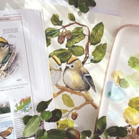 Image 3 of earth birds