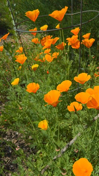 Image 1 of California Poppy : Eschscholzia californica