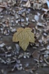 Sycamore leaf 