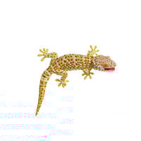 Image 2 of Tokay Gecko 