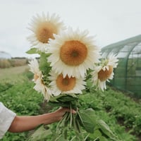 Image 2 of Graines de Tournesol (2 variétés) 