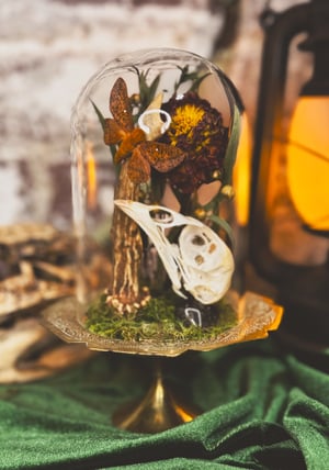 Image of Moth & Pheasant Skull Mini Cloche