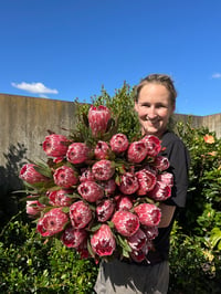 Image 3 of Protea Pink Ice - back in stock