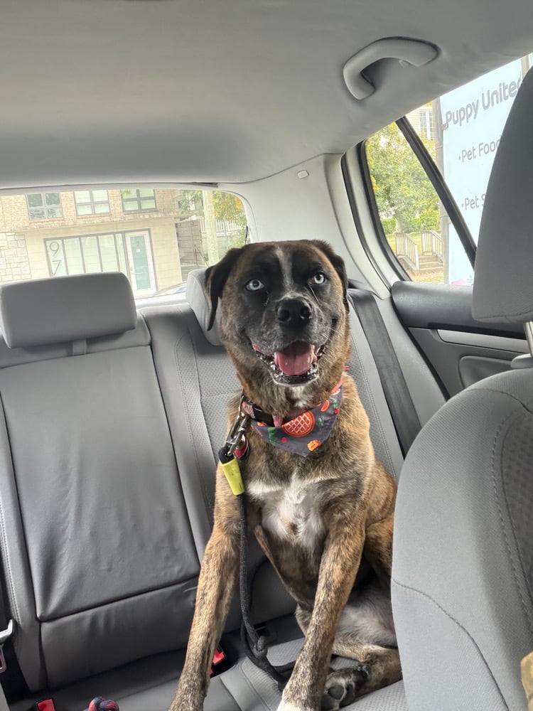 Image of Balance for Sylvia