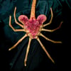 1:1 Scale Facehugger Replica 