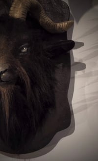 Image 2 of Wall mount black goat