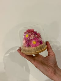 Image 2 of Med Glass Flower Dome - Pink Daisies