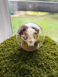 Image 2 of Mossy Rose Quartz Kitty Cloche