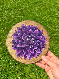 Dahlia