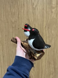 Image 3 of Oystercatcher Pair