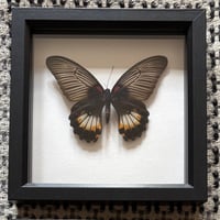 Papilio memnon 