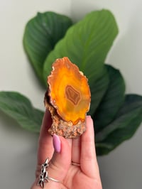 Image 2 of CONDOR AGATE -ARGENTINA- H