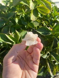 Image 3 of Gypsum Desert Rose