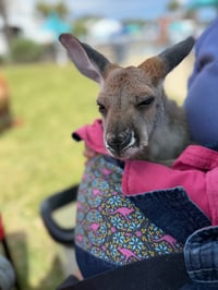 Image 5 of Sing and Dance with Ms. Rachel, touch baby animals, story time, MORE! 
