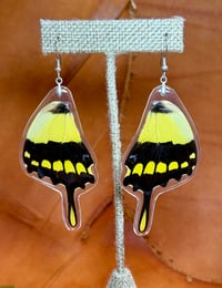 Image 1 of XXL Giant Swallowtail Hindwings