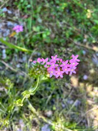 Image 2 of Esencia floral de CENTAUREA MENOR