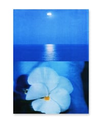 Image 1 of PANSY, BLUE SEA 