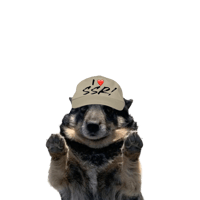 Image 2 of Barrel Shaped Canine