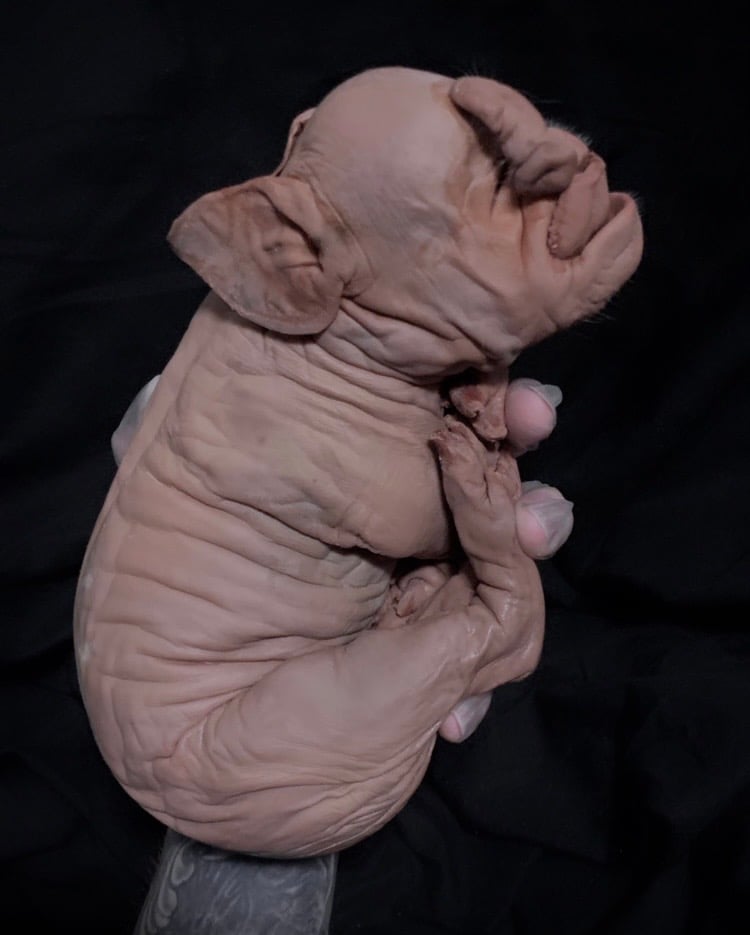 Image of Cyclops Pig 