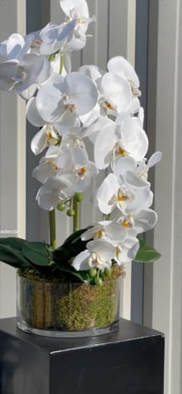 Image 1 of Twin stem glass orchid