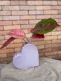 Image 3 of Red Aglaonema in Purple Heart 