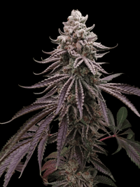 Image 1 of NightCap 