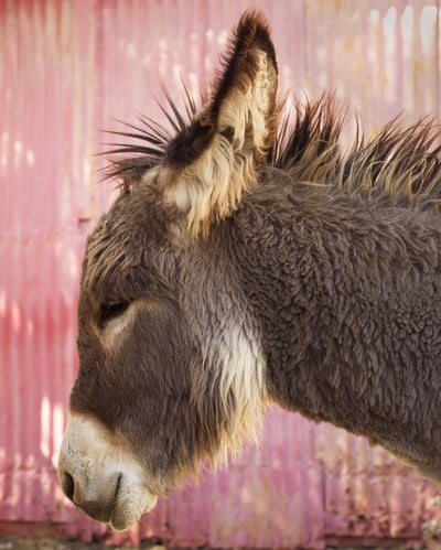 Image of Welcome To Oatman