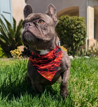 Image 1 of Pet Bandana