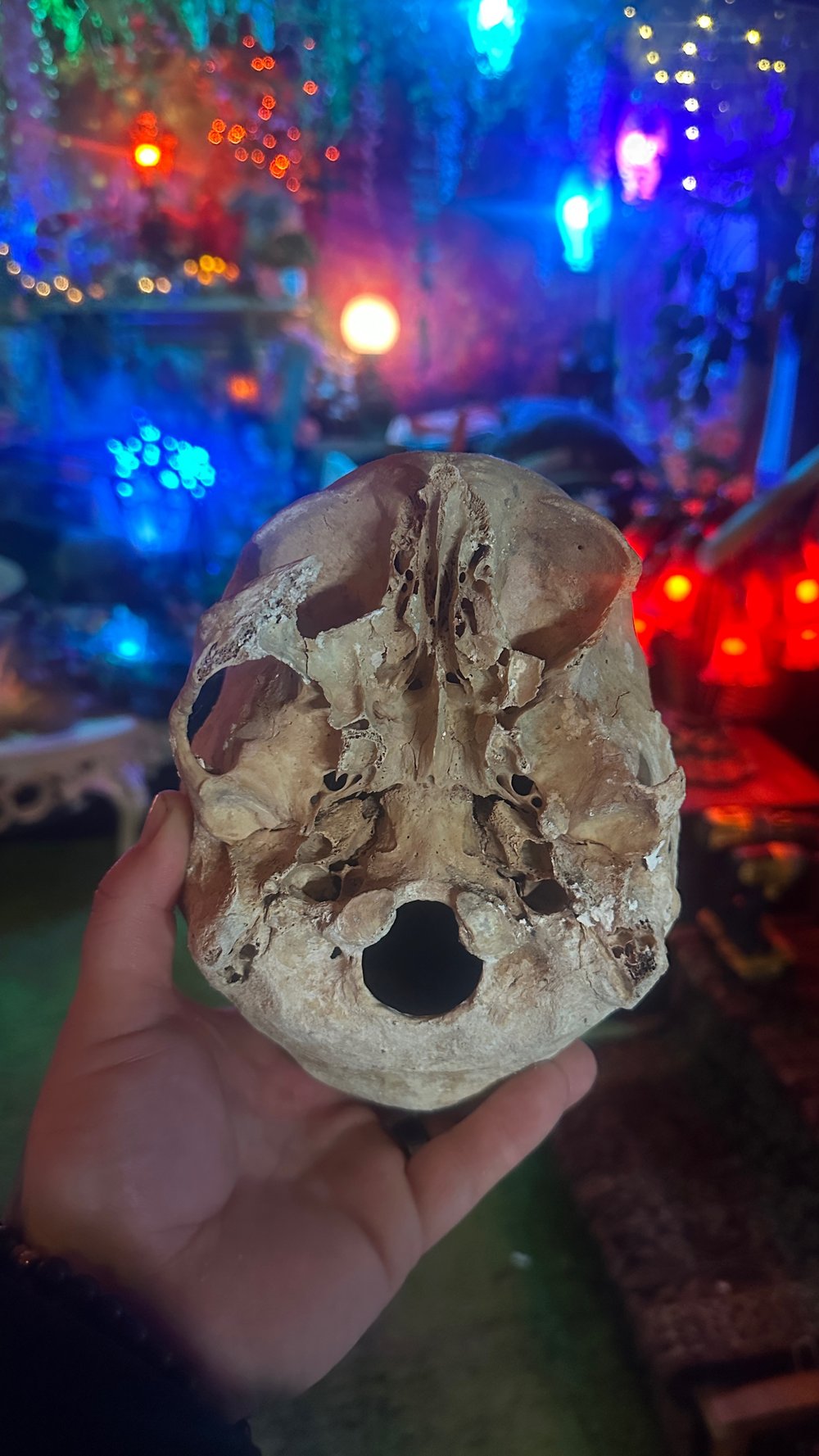 Partial human skull