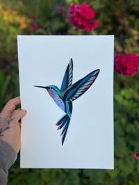 Image 1 of Colibri