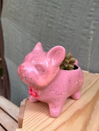 Image 5 of Coppertone Stonecrop in Pink French Bulldog