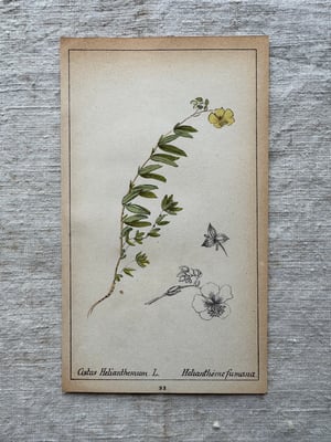 Image of Original French Botanical Plate (B)