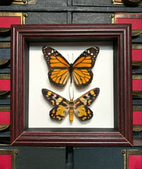 Image 1 of monarch butterfly + 4 o’clock moth